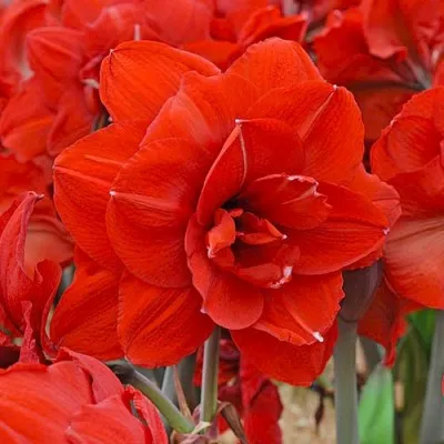 Амариллис Double King фото