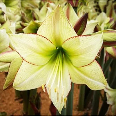 Амариллис Lemon Cream фото
