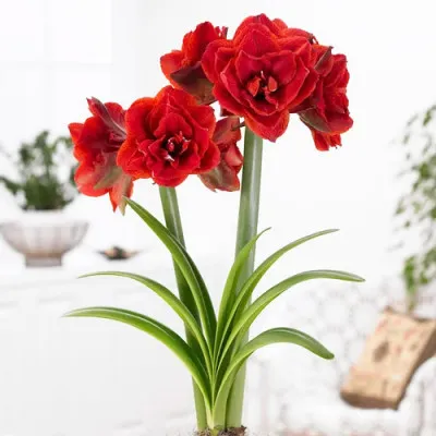 Амариллис Scarlet Nymph фото