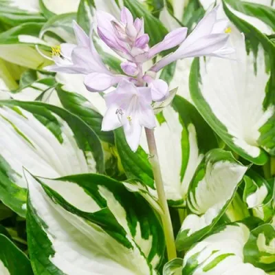 Хоста Amazone фото