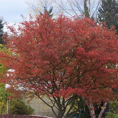 Ирга крупноцветковая Autumn Brilliance фото