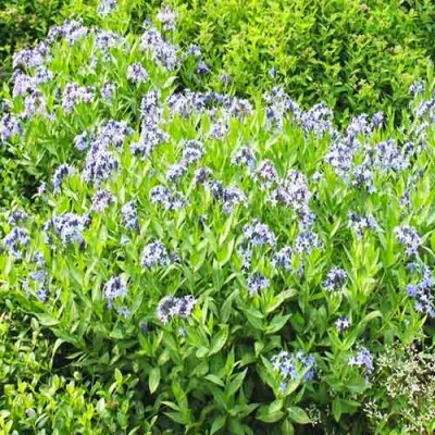 Амсония Blue Ice фото