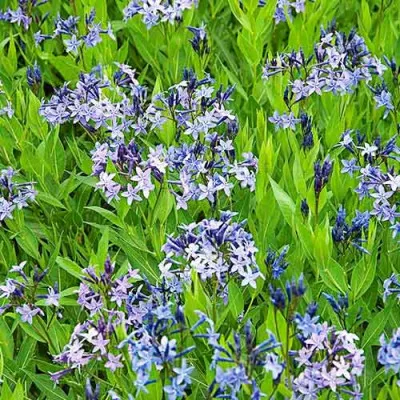 Амсония Blue Ice фото