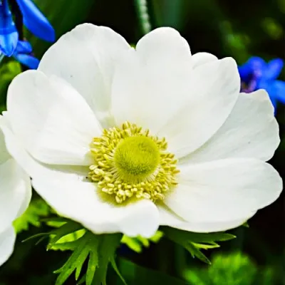 Анемона The Bride 8+ фото