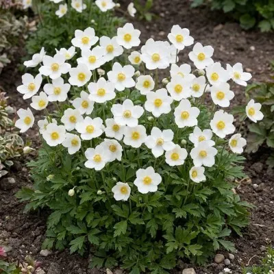 Анемона Sylvestris фото