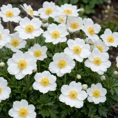 Анемона Sylvestris фото