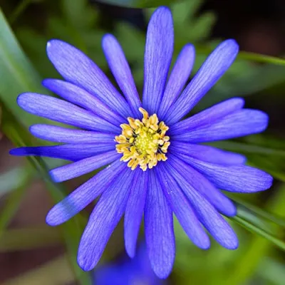 Анемона Blue Shades фото