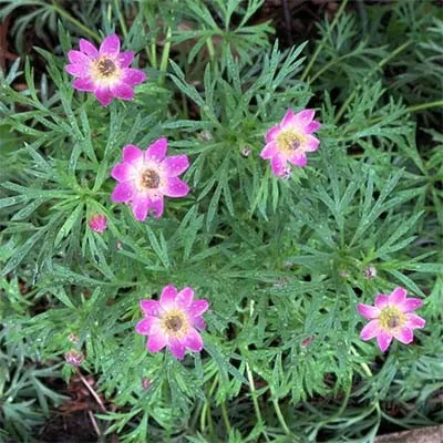 Анемона Anabella Deep Rose фото