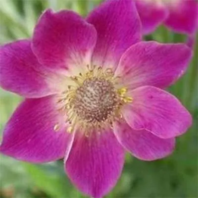 Анемона Anabella Deep Rose фото