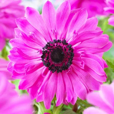 Анемона The Admiral (Акционная) фото