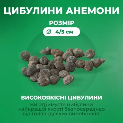 Подарок! Анемона Микс 20 шт фото