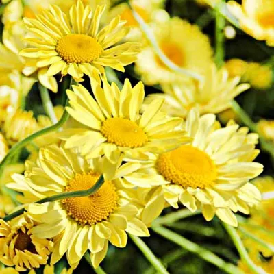 Антемис E.C. Buxton фото