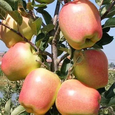 Яблоня Голд Чиф фото