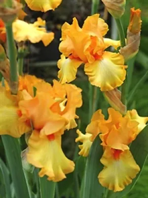 Ирис Apricot Silk фото