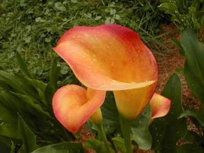 Калла Apricot Glow фото