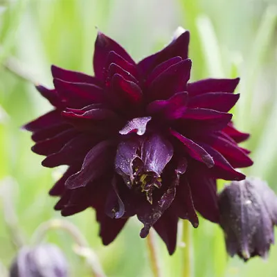 Аквилегия Black Barlow фото