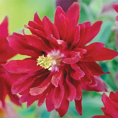 Аквилегия Double Red фото