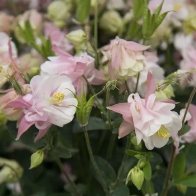 Аквилегия Winky Double Rose & White фото