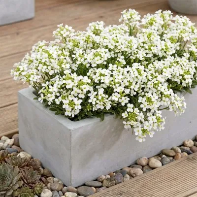 Арабис Variegata фото