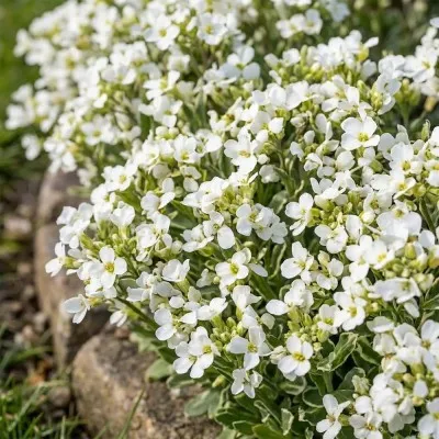 Арабис Variegata фото