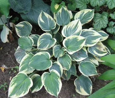 Хоста Aristocrat фото