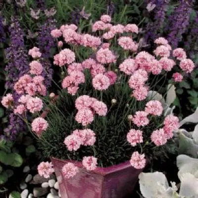 Армерия Pink фото
