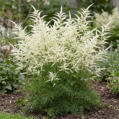 Арункус Silver Filigree фото