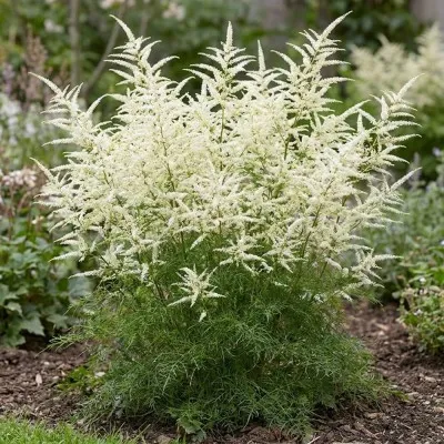 Арункус Silver Filigree фото