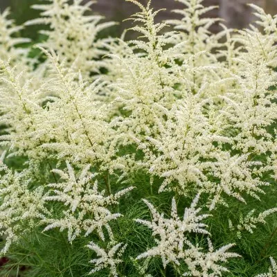 Арункус Silver Filigree фото