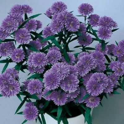 Астра  Double Fun Blue фото