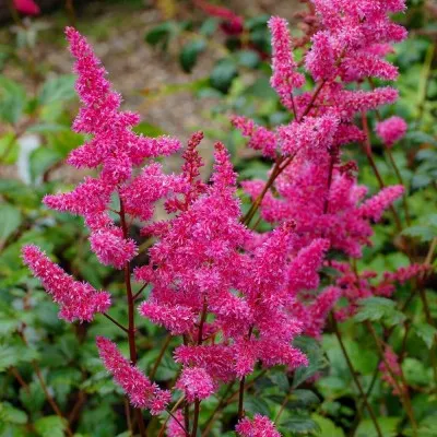 Астильба Purple Glory фото