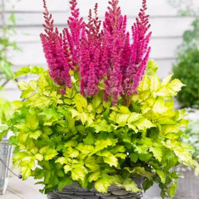 Астильба Color Flash Lime фото