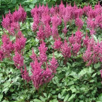 Астильба Vision in Pink фото