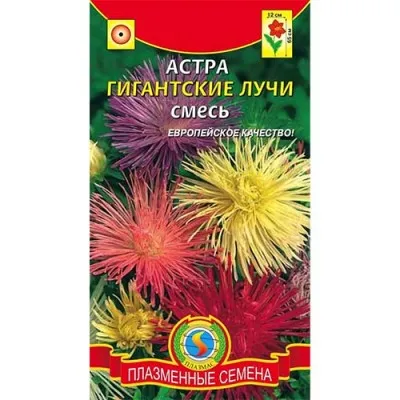 Астра Гигантские Лучи, смесь фото