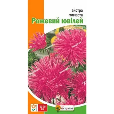 Астра игольчатая Розовый Юбилей фото