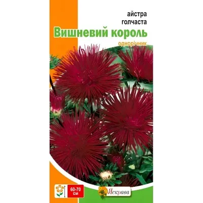Астра игольчатая Вишневый король фото
