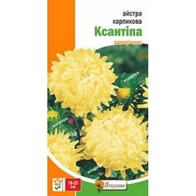 Астра карликовая Ксантипа фото