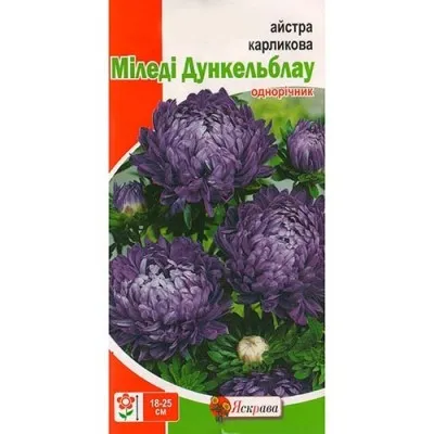 Астра карликовая Миледи Дункельблау фото