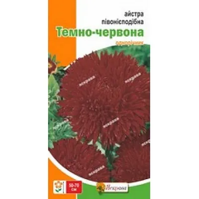 Астра пионовидная Темно-красная фото