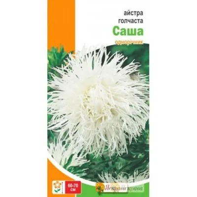 Астра игольчатая Саша фото