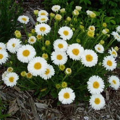 Астра Alpinus White фото
