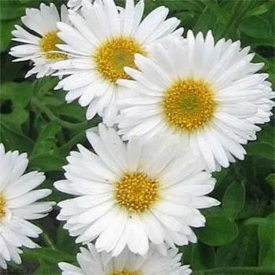 Астра Alpinus White фото