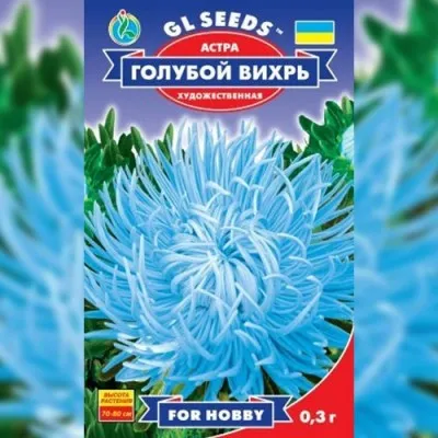 Астра Голубой вихрь фото