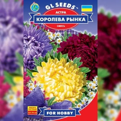 Астра Королева рынка фото