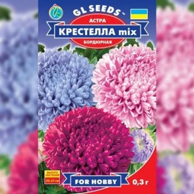 Астра Крестелла Бордюрная фото