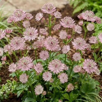 Астранция Magical Diamonds Soft Pink фото