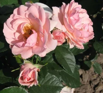  Роза Astrid Lindgren фото