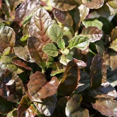 Аюга Atropurpurea фото