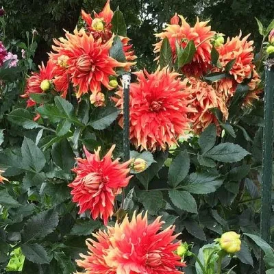 Георгина Autumn Sunburst фото