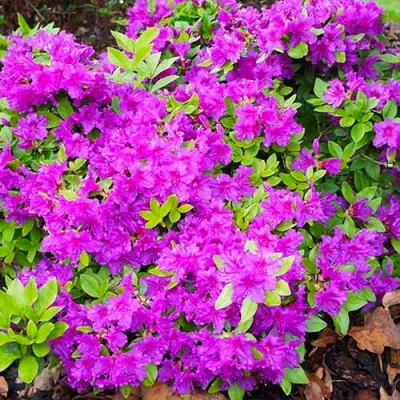 Азалия Japonica Lilac фото